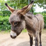 Esel Maxi im Zoo Dortmund