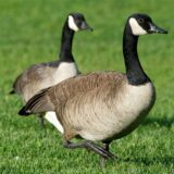 Zwei Kanadagänse laufen auf einer Wiese.