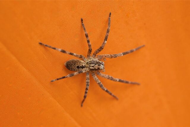 Eine Nosferatu-Spinne (Zoropsis spinimana) sitzt auf einem orangefarbenen Regenschirm.
