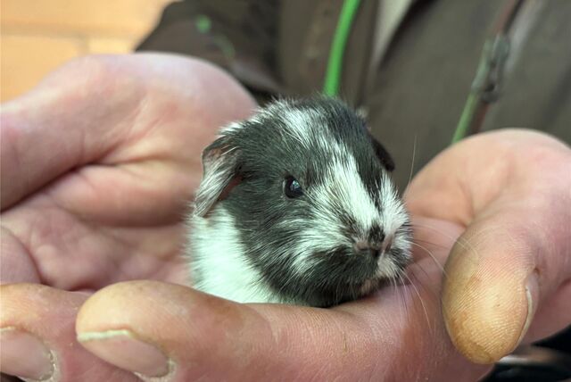 Ein Meerschweinchen-Baby aus dem Tierpark Recklinghausen in den Händen eines Tierpflegers.
