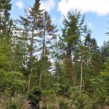 Wald in Dorsten