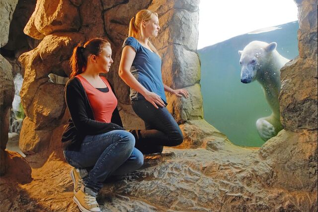 Besucherinnen in der Zoom Erlebniswelt in Gelsenkirchen betrachten einen schwimmenden Eisbären durch eine Scheibe
