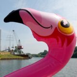 Es ist immer wieder eine Pracht, wenn die Flamingoboote sich im Stadthafen ein ausgelassenes Rennen liefern.