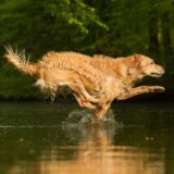 Ein Hund läuft ins Wasser. (Symbolbild)