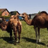Ein Dromedar und ein Kamel stehen auf einer Koppel in Datteln.