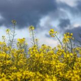 Für den Donnerstag sind in der Emscher-Region Gewitter vorhergesagt. Wann es genau wen trifft, ist aber nicht klar. Für Castrop-Rauxel gibt es eine Warnung.