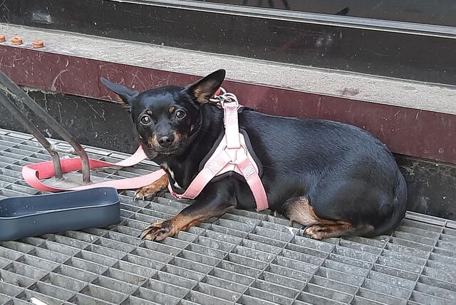 Dieser Hund ist in der Nähe des Hauptbahnhofes allein zurückgelassen worden.