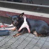 Dieser Hund ist in der Nähe des Hauptbahnhofes allein zurückgelassen worden.