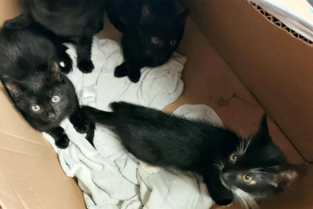 vier Katzen in einem Karton