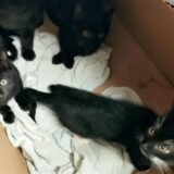 vier Katzen in einem Karton