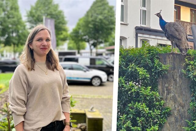 Ramona Weißmann arbeitet an der B1 und ist dem Pfauenpaar noch am Freitagmorgen (3.5.) begegnet.