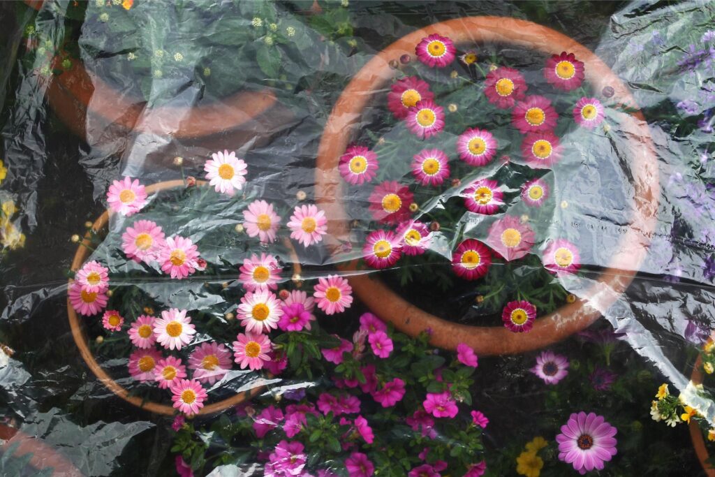 Eingetopfte Blumen sind in einem Garten mit einer Plastikfolie bedeckt, um sie dadurch während der Eisheiligen vor Nachtfrost zu schützen.