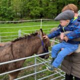 Auf dem Tiermarkt 2024 in Dorsten-Lembeck gibt es vor allem für die ganz Kleinen viel zu entdecken. Ein kleiner Junge streichelt einen Esel.