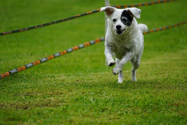 Ein Hund rennt über eine Wiese.