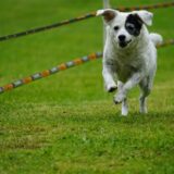Ein Hund rennt über eine Wiese.