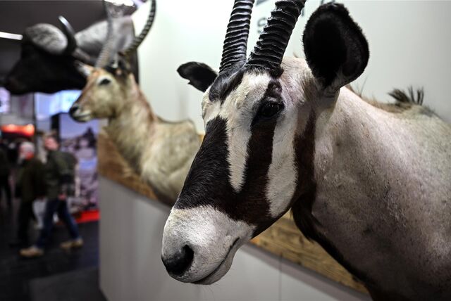Besucher der Messe Jagd und Hund gehen Trophäen vorbei. Die Trophäenjagd ist im Fokus der Kritik von Tierschützern.