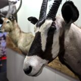 Besucher der Messe Jagd und Hund gehen Trophäen vorbei. Die Trophäenjagd ist im Fokus der Kritik von Tierschützern.