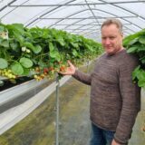 Ein Mann steht in einem Gewächshaus und präsentiert Erdbeerpflanzen. Die Pflanzen sind in erhöhten Beeten angebaut und tragen sowohl reife als auch unreife Früchte.