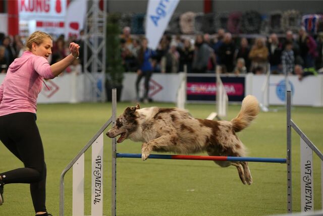 Agility auf der Messe Dogs & Fun