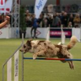 Agility auf der Messe Dogs & Fun