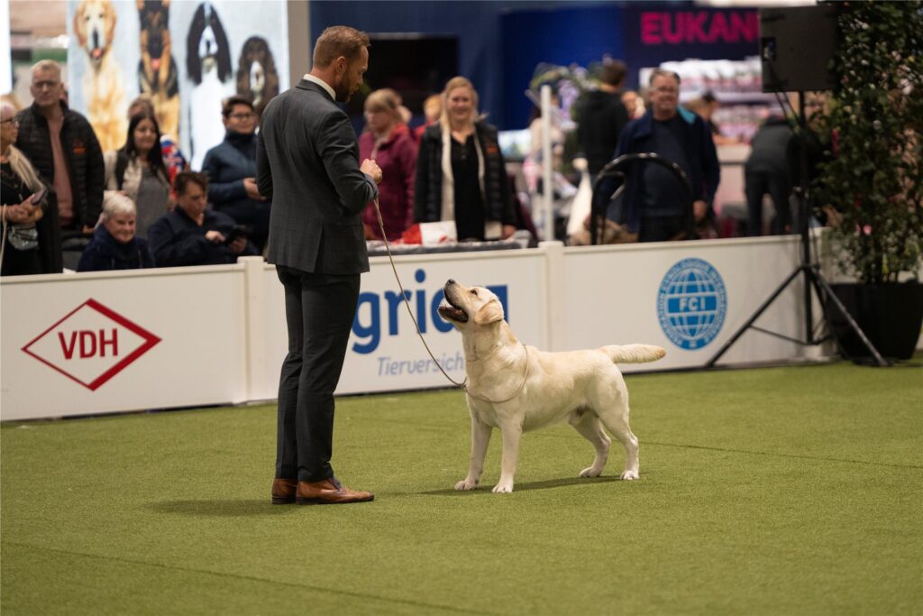 Rassehunde-Wettbewerb auf der Messe Dogs & Fun Rassehunde-Wettbewerb auf der Messe Dogs & Fun
