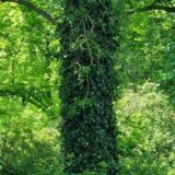 Efeu rankt sich an einem Baum hoch