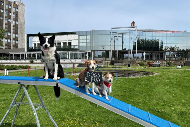 Für Border Collie Bam-Bam von Alina Schmidt und die Trickdogs Nesquik und Jojo von Claudia Neumann ist ein Hindernis-Parcours kein Problem.