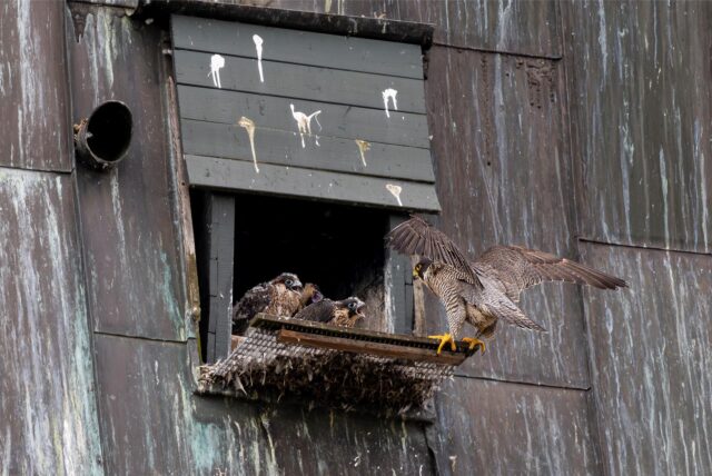 Die Wanderfalken im Sixtus-Turm: Ein Altvogel und drei Junge