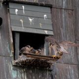 Die Wanderfalken im Sixtus-Turm: Ein Altvogel und drei Junge