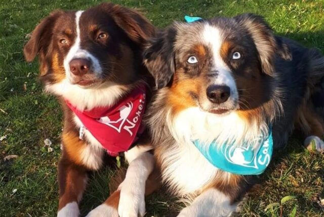 Zwei Hunde auf einer Wiese