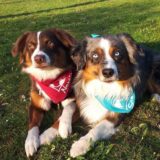 Zwei Hunde auf einer Wiese