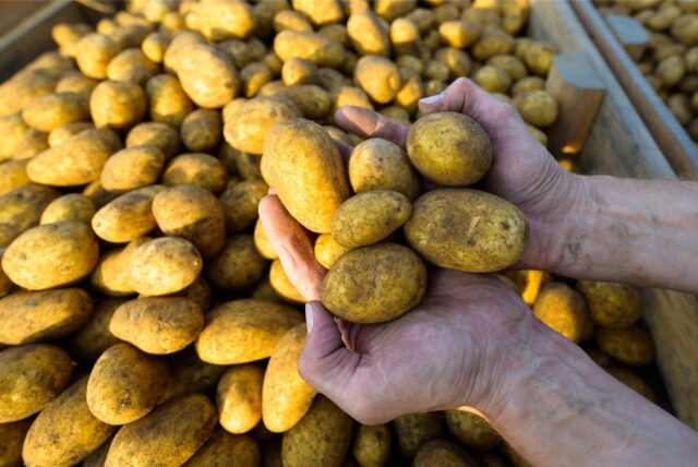 Ein Landwirt hält frisch geerntete Kartoffeln in den Händen.