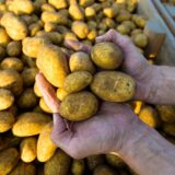Ein Landwirt hält frisch geerntete Kartoffeln in den Händen.