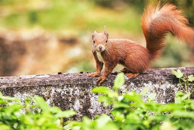 süßes Eichhörnchen