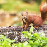 süßes Eichhörnchen