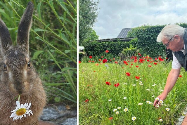 Feldhase mit Margerite im Maul, Rolf Behlert und seine Blumenwiese