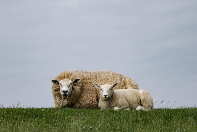 Zwei Schafe liegen während der Zeit der Schafskälte im Gras auf einem Deich.