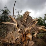 Bäume wurden entwurzelt, Autos und Gebäude beschädigt: Sturm „Ela“ fegte mit Wucht am Pfingstmontag 2014 durch Castrop-Rauxel.