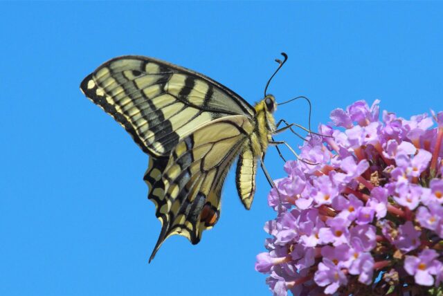 Ein Schmetterling sitzt auf einer Blütendolde, dahinter der Himmel
