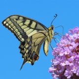 Ein Schmetterling sitzt auf einer Blütendolde, dahinter der Himmel