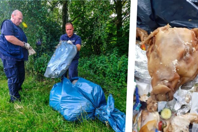 Die Montage zeigt die Mülldetektive Jürgen Krieger und Marcel Krause bei der Arbeit und ein unappetitliches Fundstück: einen alten Schweinekopf.