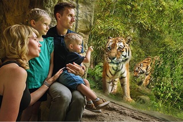 Ein Mann, eine Frau, ein Mädchen und ein kleiner Junge beobachten in der Zoom Erlebniswelt durch eine Scheibe zwei Tiger in ihrem Gehege.