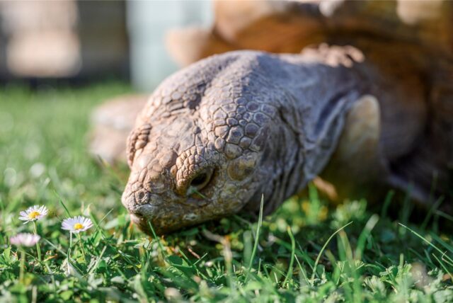 Eine Afrikanische Spornschildkröte frisst Gras (Symbolbild)