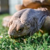 Eine Afrikanische Spornschildkröte frisst Gras (Symbolbild)