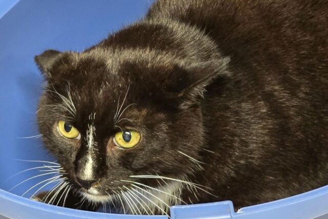 Ein dunkler Kater mit gelben Augen