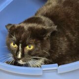 Ein dunkler Kater mit gelben Augen