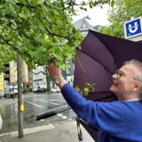 Rosane W. schaut sich die Blätter der Ginkgo-Baumes an.