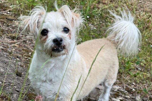 Hund auf Wiese
