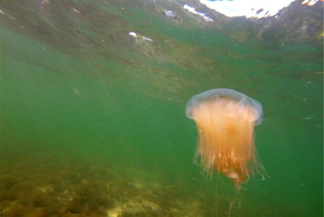 Eine Feuerqualle schwimmt im Meer – Unterwasseraufnahme.