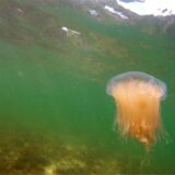 Eine Feuerqualle schwimmt im Meer – Unterwasseraufnahme.